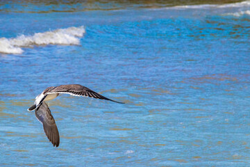 Fototapeta na wymiar Flying seagull bird is flying in the Caribbean sea Mexico.