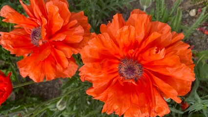 orange flower in the garden