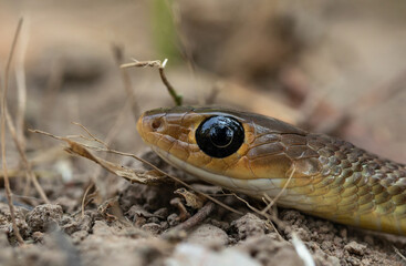 indo-Chinese rat snake in close-up, showcasing vivid green scales, focusing on its eye, and slithering through the grass in its natural habitat. It keeled Rat Snake.