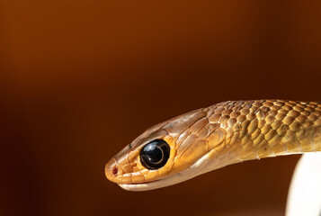 indo-Chinese rat snake in close-up, showcasing vivid green scales, focusing on its eye, and slithering through the grass in its natural habitat. It keeled Rat Snake.