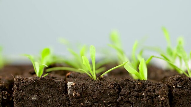 Young statice seedlings growing in soil blocks. Soil blocking is a seed starting technique that relies on planting seeds in cubes of soil rather than cell trays or pots.