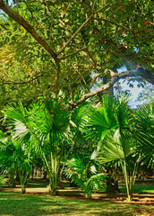 picturesque garden of Pamplemousse in Mauritius Republic