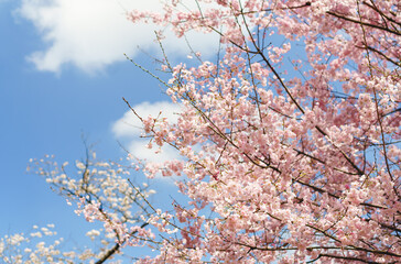 Beautiful pink cherry blossom in spring time over blue sky, Tokyo garden, Japan.