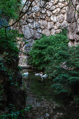 Fototapeta premium swans in the park