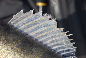 Frozen dorsal fin on a walleye in winter