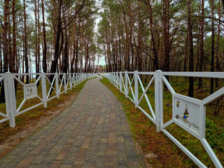 Promenade in the forest along the shore of the Baltic Sea. Miedzywodzie, Poland