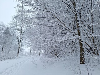trees in snow