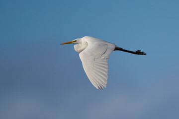 Fototapeta na wymiar Great egret (Ardea alba)