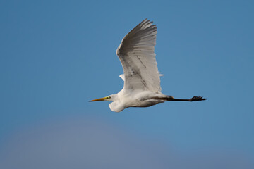 Obraz premium Great egret (Ardea alba)