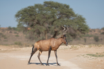 Red hartebeest, Cape hartebeest or Caama - Alcelaphus buselaphus caama crossing the road with green...