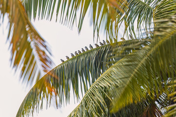 Fototapeta premium Daurian starling (Agropsar sturninus), or purple-backed starling at South Andaman, Andaman Nicobar UT, India