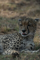 Naklejka na ściany i meble Cheetah lying down