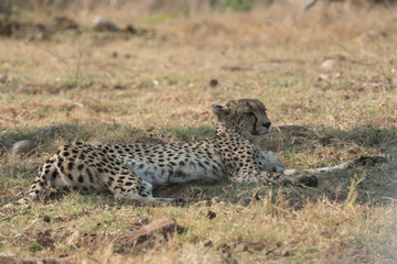 cheetah on the grass
