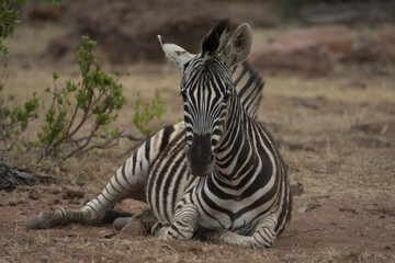 zebra in the wild