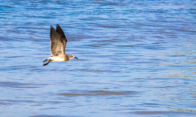 Flying seagull bird is flying in the Caribbean sea Mexico.