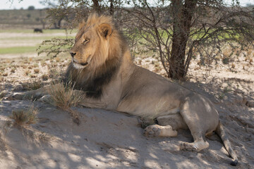 Lion - Panthera leo male laying on ground and observing surroundings. Photo from Kgalagadi Transfrontier Park in South Africa