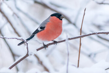 A red-breasted bullfinch bird sits on a tree branch in a winter January forest.
