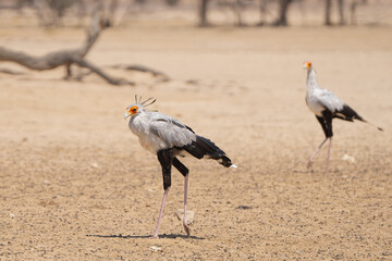 Pair of secretarybirds or secretary birds - Sagittarius serpentarius in the heat with desert sand in background. Photo from Kgalagadi Transfrontier Park in South Africa.