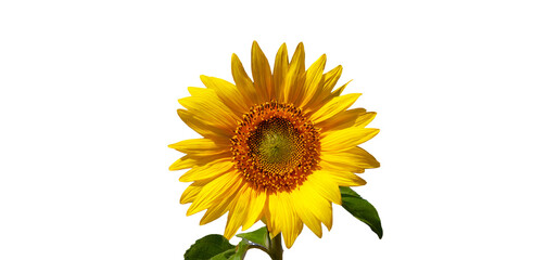 Sunflower  with transparent background