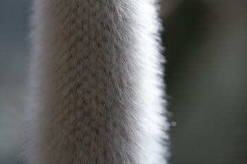 Cactus closeup