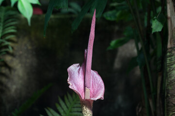 Flower Lily