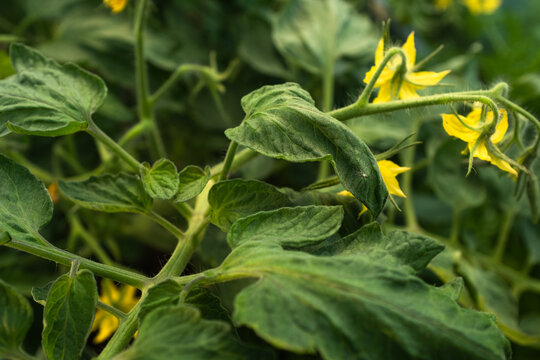 Yellow tomato flowers on blurred green background, close-up. Blooming tomato plant for publication, poster, screensaver, wallpaper, postcard, banner, cover, post. High quality photo
