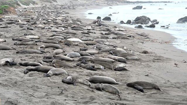 4K HD Video of many elephant seals hauled out on a beach in Northern California. Rookery with waves coming in on the beach, males fighting in background.
