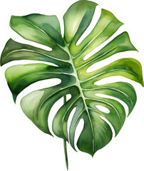 Monstera leaf watercolor painting on transparent background.