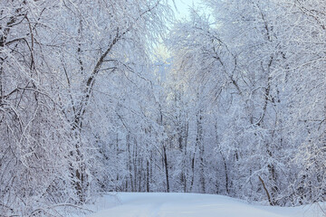 Winter snowy fairytale landscape in a forest area with pure white snow.