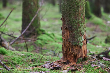 Naklejka na ściany i meble A tree killed by parasites in a forest in Denmark