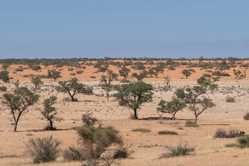 Fototapeta na wymiar The view of red Kalahari Desert with trees under blue sky. Photo from Kgalagadi Transfrontier Park in South Africa. 