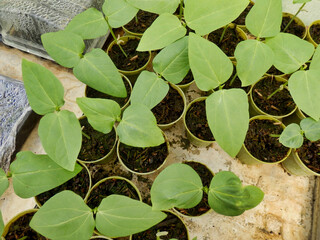 French climbing bean seedlings (Phaseolus vulgaris) - variety Blue Lake 
