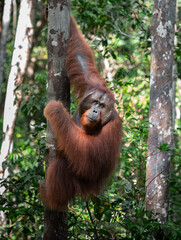 Bornean orangutan (Pongo pygmaeus) climbing a tree. Photo taken on the island of Borneo