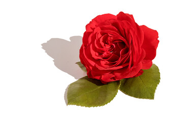 On a white isolated background, a red fresh blossomed rose bud, for congratulations on the holiday.