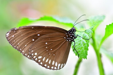 butterfly on a flower