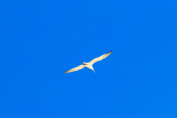 Flying seagull bird with blue sky background clouds in Mexico.