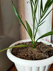 Date palm in a flower pot in the house.
