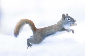 American Red Squirrel with a peanut in the snow