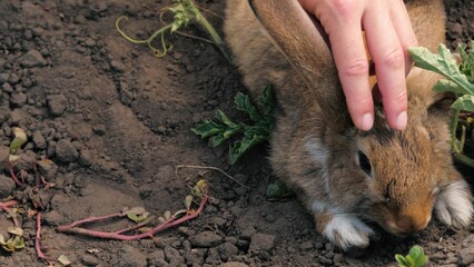 Human hands adult and child kid stroking cute brown rabbit on earth with grass sitting closeup....