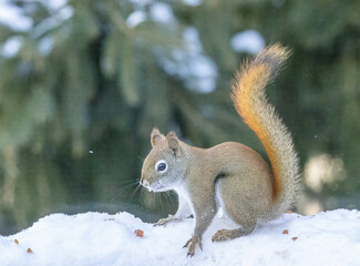 American Red Squirrel in the snow