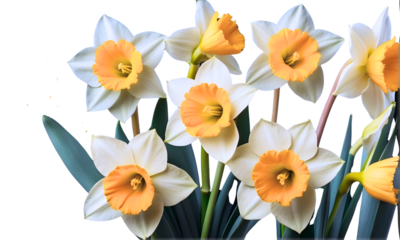 bouquet daffodil Isolated on a Transparent Background. Daffodils. march birth month flower, design for prints and cards. png.