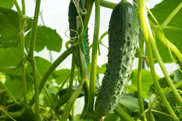 Green cucumber grow in greenhouse, close-up. Background from cucumber plant for branding, calendar, postcard, screensaver, wallpaper, poster, banner, cover, website. High quality photo