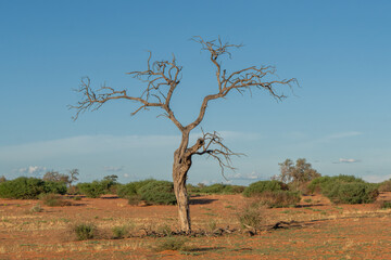 The view of dead trees with red sand of Kalahari desert and sky in background. Photo from Kgalagadi transfrontier park in South Africa.	