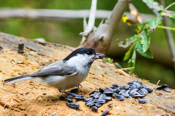 The black-headed chickadee (Poecile palustris) is a species of bird from the tit family (Paridae) sitting in the forest on a rotten tree trunk feeding on seeds.