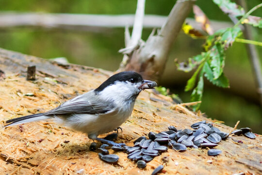The black-headed chickadee (Poecile palustris) is a species of bird from the tit family (Paridae) sitting in the forest on a rotten tree trunk feeding on seeds.
