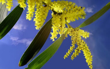 Isolated stem of Coastal Wattle (Acacia sophorae) in flower against blue winter, South Australia