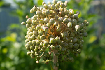Onion inflorescence on a blurred green background, close-up. Blooming onion rosette for publication, design, poster, calendar, post, screensaver, wallpaper, cover, website. High quality photo