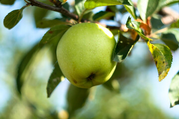 Green apple on a branch in the sunlight on blurred background. Ripening apple for publication, design, poster, calendar, post, screensaver, wallpaper, cover, website. High quality photo