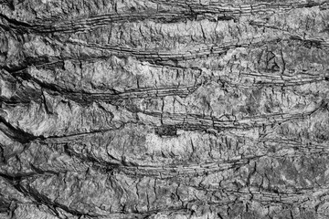 Palm bark background, close-up. Natural trunk of palm tree for publication, screensaver, wallpaper,...