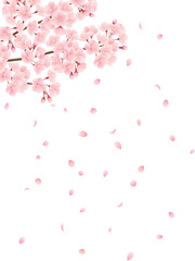満開の桜と桜吹雪の縦イラスト